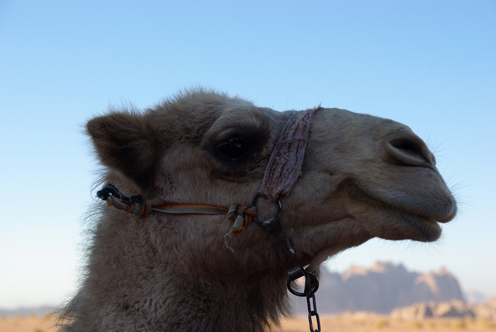 IMGPb1208.JPG - Wadi Rum