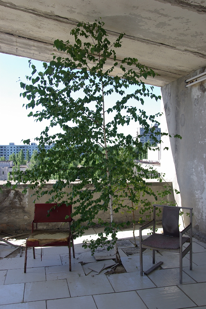 IMGP7489.jpg - A természet visszahódít: egy három méteres nyírfa a hatodikon Nature making a comeback: a three meter tall birch growing on the 6th floor.