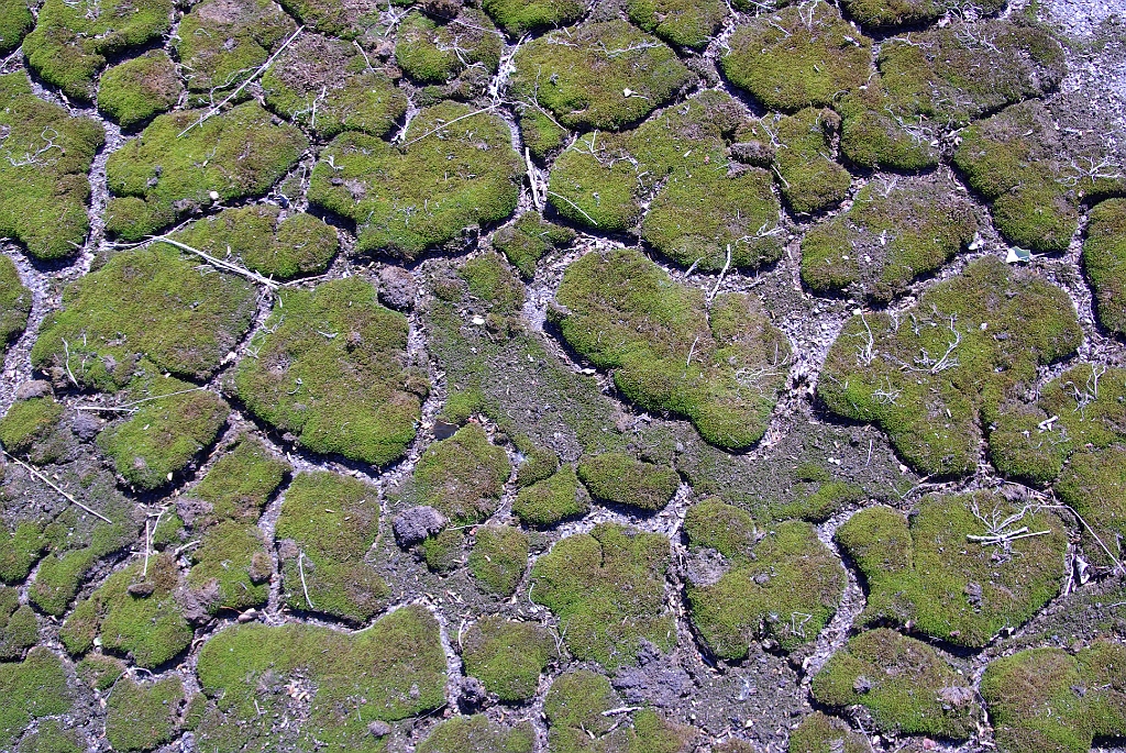 IMGP7515.jpg - Halálos moha Deadly moss
