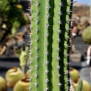 Jardín de Cactus